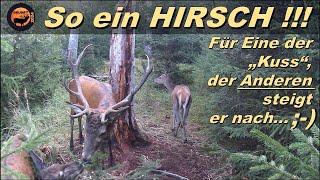 So ein HIRSCH !!! - ohne Worte... / Brunft 2024