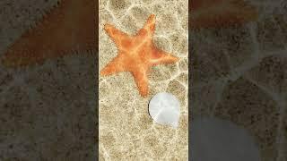 Starfish 3d modeling #shorts