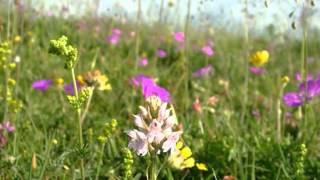 Flora and Fauna of the Burren