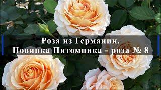 .Роза из Германии. Новинка Питомника - роза № 8  Питомник растений Е. Иващенко