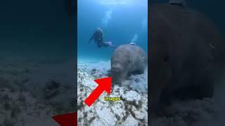 it lives underwater but it's more of an ELEPHANT than a FISH...