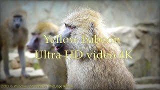 Yellow baboon - Pawian masajski - ZOO in Wrocław - Ultra HD video 4K