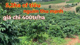 Ngừng Bán 5,2ha cà phê,tiêu nguồn thu mạnh giá chỉ 400tr/ha lh 0366592989