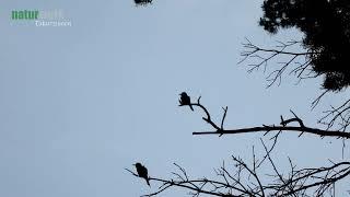 Bienenfresser I Merops Apiaster I European Bee Eater I Abejaruco Europeo I Guepier d'Europe I NRW