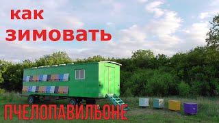 ЗИМОВКА В ПЧЕЛОПАВИЛЬОНЕ / ОБЛЁТ МАТОК ПРОСТОЙ СОВЕТ.