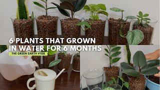 #108 : UPDATES | Top 6 Common Indoor Plants That Can Grow In Water | Grow Houseplant Without Soil