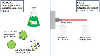 2021 MBM Lab Demo BONCAT-FACS Demo with alkali-tolerant green alga Chlorella Sorokiniana str. SLA-0