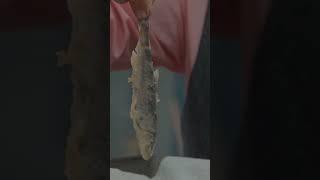 The ‘Drop-It-In’ Technique  | Bizarre Foods With Andrew Zimmern | Travel Channel