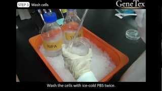 Western Blot - Sample preparation      [Video from GeneTex]