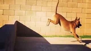 Dog Hurdles