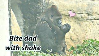 Gorilla father and son time part 2 : Ringo bit dad with shake and rotate / 大猩猩Ringo咬爸爸的方式搖擺加旋轉