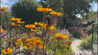 Late July Cottage Garden Tour: Stunning Perennials in Bloom | Perennial Garden