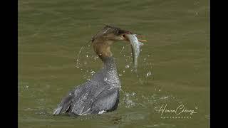 Scaly-sided merganser in HK/中華秋沙鴨/香港過冬