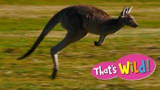 Watch a Kangaroo Hop | That's Wild