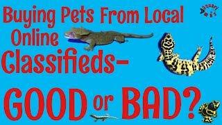 Buying pets from local online classifieds? Points to Consider