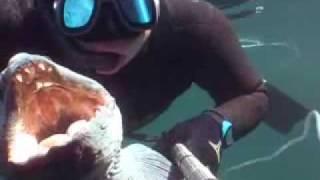 Spearfishing in Norway - Fosenstraumen wolffish !