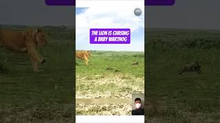 “Wild Chase! Lion Hunts Baby Warthog in the Wild”