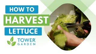 How to Harvest Your Tower Garden® Lettuce