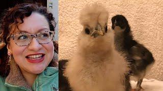 Raising Baby Chicks the Chickenlandia Way