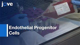 Endothelial Progenitor Cells Isolation from Umbilical Cord Blood | Protocol Preview