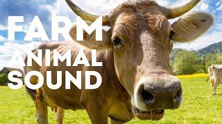 FARM ANIMAL Sounds | Versi degli Animali della Fattoria |