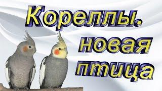 Кореллы. Приобретение новой птицы.
