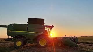 #harvest24: Sorghum harvest