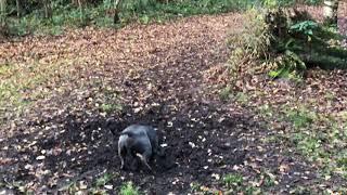 Blue Staffordshire Bull Terrier finds mud puddle in the forest