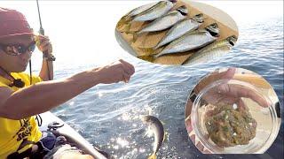 Aji fishing on a kayak, cook Aji paste for boozers -one of the most popular fish with Japanese