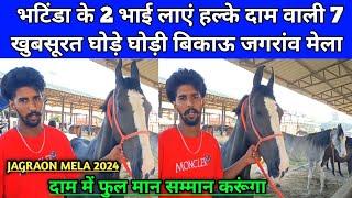 भटिंडा के 2 भाई लाएं हल्के दाम वाली 7 घोड़ियां बिकाऊ। Jagraon horse Mela 2024।