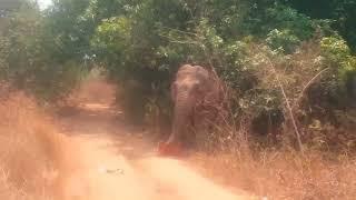 Elephants in Parvathipuram Manyam district, Andhra Pradesh