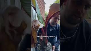 Overwintering a red banana plant | Musa Acuminata as a house plant for easy overwinter care