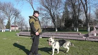 Тренинг Восточно-Европейская овчарка