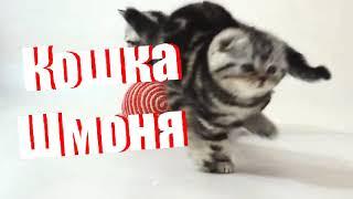 Кошка Шмоня