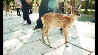 Polite Bowing Deer - Nara Deer Park - Japan Holiday Diary