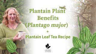 Plantain Plant Benefits Plantago major + Plantain Leaf Tea Recipe