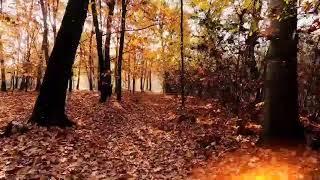 Autumn Forest 2024-2025 - Nature Sounds for Deep Relaxation | Silent Melodies of the Owl