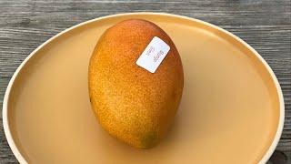 Glenn mango [Mangifera indica]