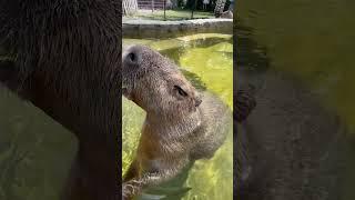 Friendly Capybara | Modern zoo | save Animals | Diversity Nepal