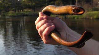 This Very Dangerous Creature that is waiting for you in the Water