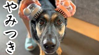 Used a Shampoo Brush to Wash the Dog, and Now Her Coat is Addictively Fluffy!