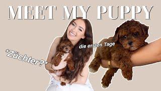 MEIN ERSTER WELPE - MALTIPOO: Das solltest du wissen! PaulinaMary