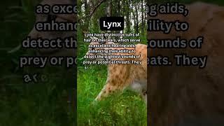 FACTS to KNOW about LYNX: Nature Unleashed!!! #shorts #facts