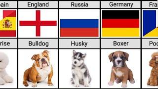 Dog Breeds From Different Countries