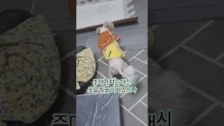 언니 강아지가 하는거 보고 배웠는데 잘못배움ㅎ. #말티푸