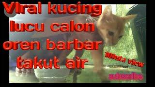 KUCING LUCU OREN BAR-BAR  TAKUT AIR#zahrachannel#kucinglucu#kucing#kucingviral#kucingoren#catlovers