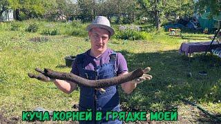 Куча корней в грядке моей