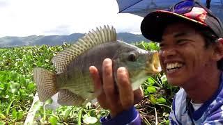 SPOT MANCING VIRAL DANAU TONDANO ( FULL STRIKE )