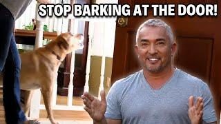 Tips and Tricks To Get Your Dog To Stop Barking | Cesar 911 Season 3, Ep. 3 - Part 1