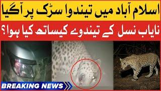 BREAKING NEWS: Leopard Came On Street In Islamabad | Margalla Hills Car Accident